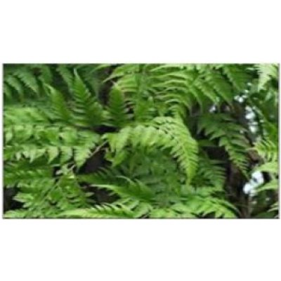 Hare Foot Fern​