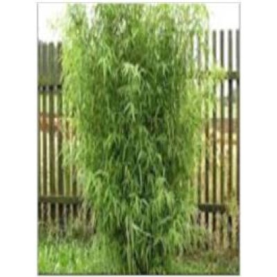 Phyllostachys Angusta- Stone Bamboo