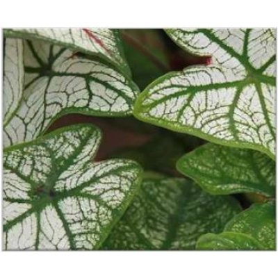 Caladium Candidum​