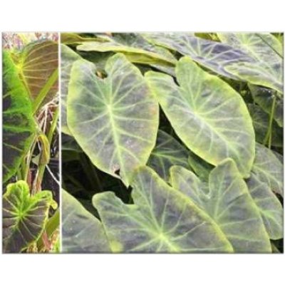 Colocasia Illustris