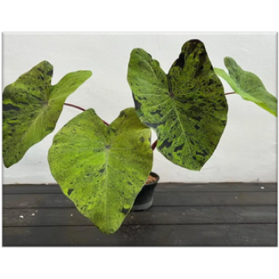 Colocasia Mojito