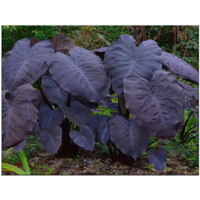 Colocasia Black Magic​