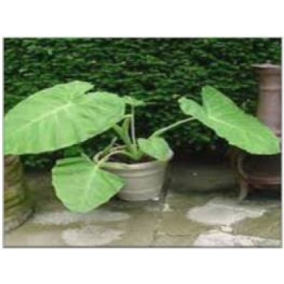 Colocasia Gigantea