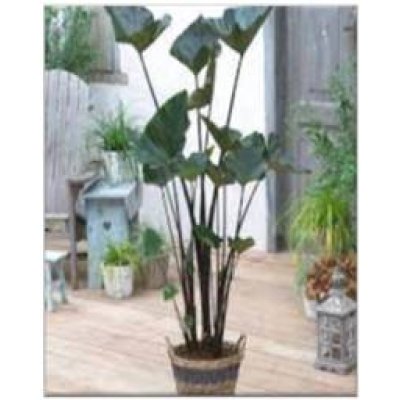 Teacup Colocasia