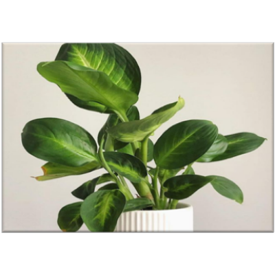 Dieffenbachia Plant