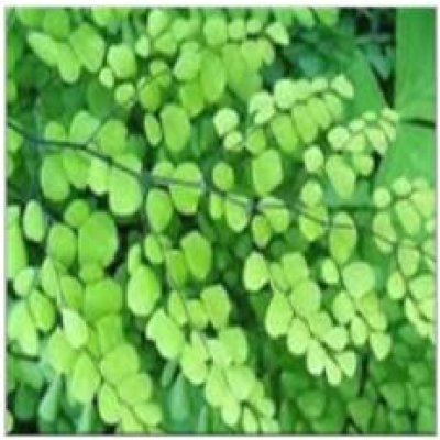 Maidenhair Fern