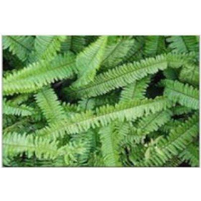 Kimberley Queen Fern