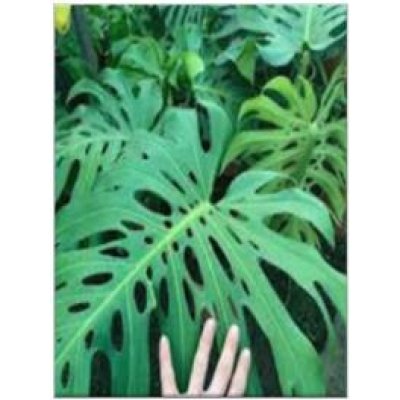 Monstera Borsigiana