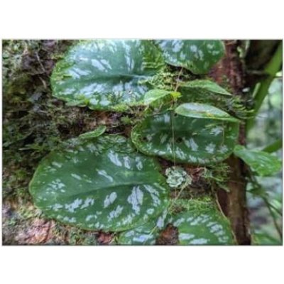 Monstera Tuberculata​