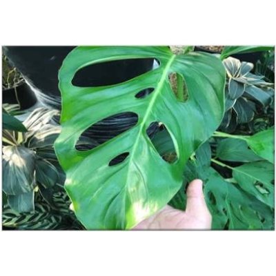 Monstera Acacoyaguensis