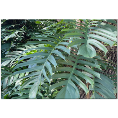 Monstera Pinnatipartite