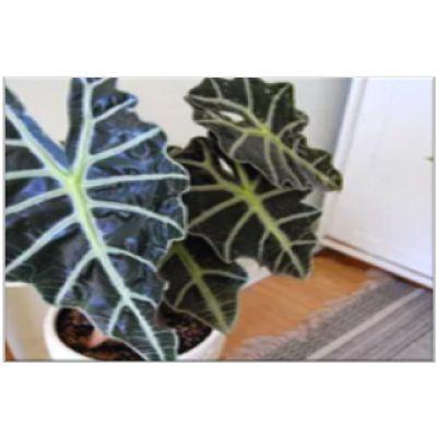 Alocasia Amazonian