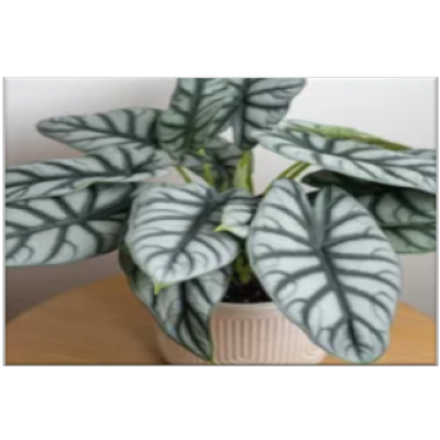 Alocasia Silver Dragon