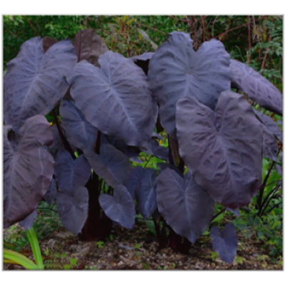 Alocasia Black Velvet​