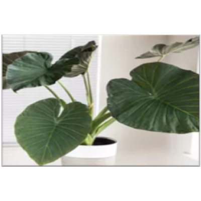 Alocasia Regal Shield​