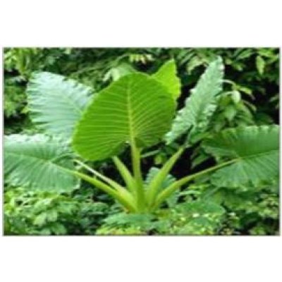 Alocasia Calidora