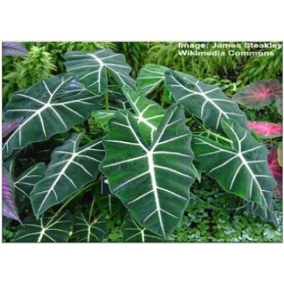 Alocasia Micholitziana Frydez