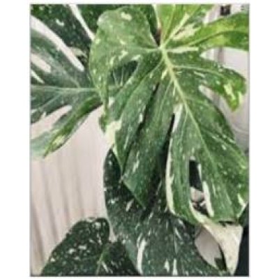 Monstera Thai Constellation