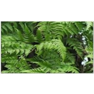 Hare Foot Fern​