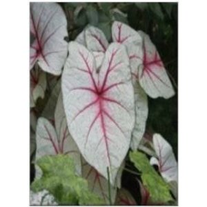 Caladium Candyland