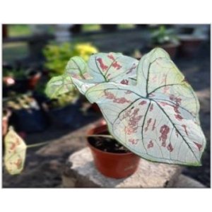 White Cranberry Star