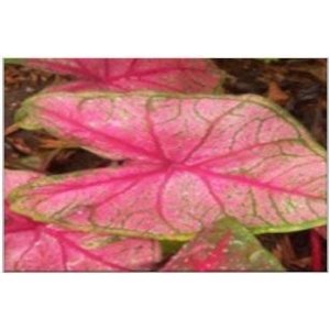 Caladium Carolyn Whorton