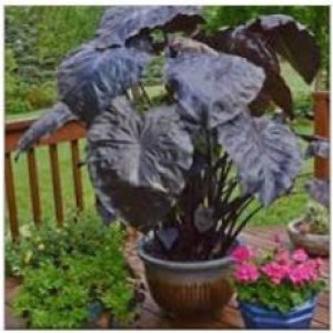 Colocasia Black Coral