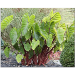 Colocasia Hawaiian Punch