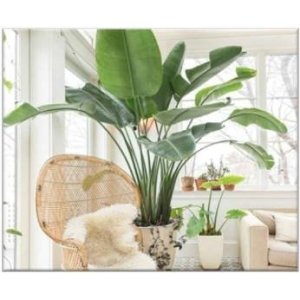 Giant Bird of Paradise​