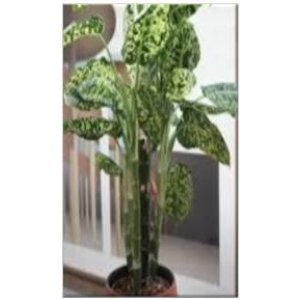 Variegated Jack N Bean Stock