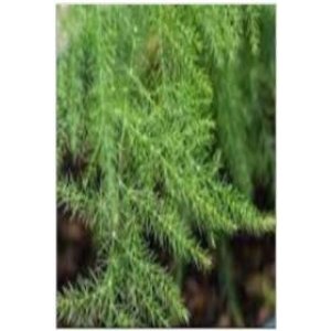 Asparagus Fern