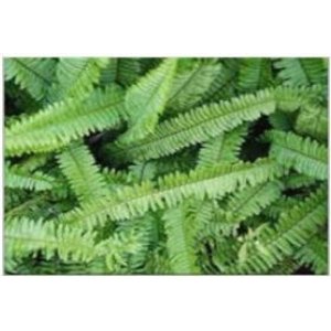 Kimberley Queen Fern