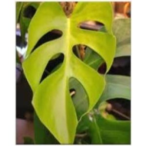 Monstera Sierrana​