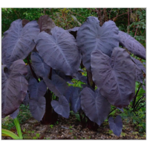 Alocasia Black Velvet​