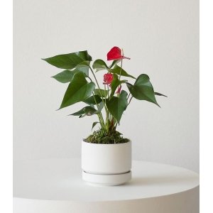 Anthurium – King of hearts