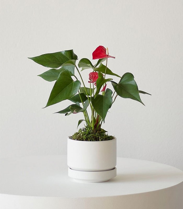 w-indoor-plants-small-4-0.jpg Anthurium – King of hearts - Image 1