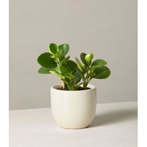 Peperomia Obtusifolia